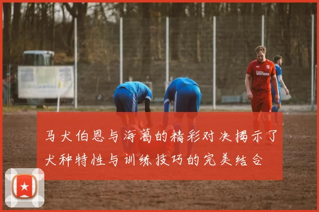 马犬伯恩与海葛的精彩对决揭示了犬种特性与训练技巧的完美结合
